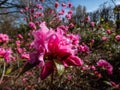 Close-up shot of the Rhododendron \'Pink Diamond\' with clusters of fuchsia-pink semi-double flowers in spring