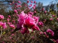 Rhododendron \'Pink Diamond\' with clusters of fuchsia-pink semi-double flowers in spring