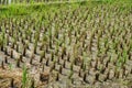 Close-up shot of a rice field that has just been planted with rice seeds Royalty Free Stock Photo