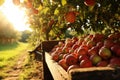 a close-up shot of ripe apples being harvested from an orchard