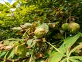 Close-up shot of the ripe horse chestnuts in their green prickly shells on a horse chestnut tree branches
