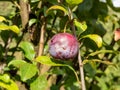 Close-up shot of a ripe, purple plum growing on a plum tree branche among green leaves