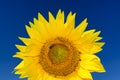Close up shot of rising sunflower head with a bee Royalty Free Stock Photo
