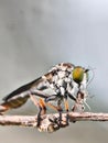 A close-up shot of a robber fly, also known as an assassin fly, devouring its prey on a dry twig. Royalty Free Stock Photo