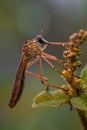 Close-up shot of a robber fly perched on top of a vibrant plant