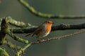 Close-up shot of a robin redbreast sitting on a mossy tree branch with a blurry background Royalty Free Stock Photo