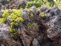 Close-up shot of a rock with green plants at the sunlight Royalty Free Stock Photo