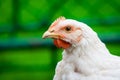 A close up shot of a rooster. Broiler chicken in outdoor garden. Domestic alive chicken portrait concept