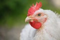 A close up shot of a rooster. Broiler chicken in outdoor garden. Domestic alive chicken portrait concept. Copy space Royalty Free Stock Photo