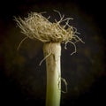 Close-up shot of the roots of Wild leek, Allium ampeloprasum, isolated on a brown background Royalty Free Stock Photo