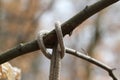 Close up shot of a rope knot tied on a tree branch on a blurred background Royalty Free Stock Photo