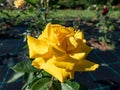 Rose \'Goldmarie 82\' blooming with bright semi-double, unfading golden yellow flowers