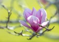 Rose pink Magnolia flower blooming in early spring. Royalty Free Stock Photo