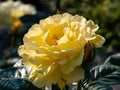 Close-up of the rose \'Sonnenroschen\' flowering with full yellow blooms in a park Royalty Free Stock Photo