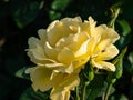 Close-up shot of the rose \'Sonnenroschen\' flowering with full yellow blooms in a park Royalty Free Stock Photo