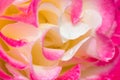 Close up shot of rose white pink and yellow from side Royalty Free Stock Photo