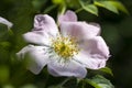 Close-up shot of a rosehip flower Royalty Free Stock Photo