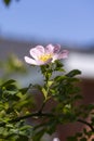 Close-up shot of a rosehip flower Royalty Free Stock Photo