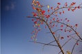 Close-up shot of rosehips growing on tree branches with a blue sky background Royalty Free Stock Photo