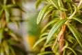 Close up shot of rosemary Royalty Free Stock Photo