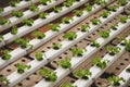 close-up shot of rows of lettuce cultivating