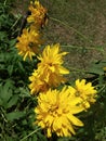 Close-up shot of Rudbeckia laciniata, the cutleaf coneflower, Goldquelle cultivar.