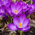 Close-up shot of saffron flowers growing in a garden in sunlight Royalty Free Stock Photo