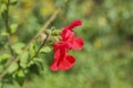 Close up shot of Salvia microphylla red flower blossom