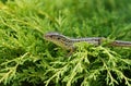 Close-up shot of a sand lizard resting on a green branch of a pine. Royalty Free Stock Photo