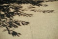 Close up shot of the sand with the silhouettes of the tree branches