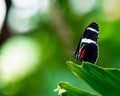 Close-up shot of a Sara longwing butterfly perched atop a green leaf