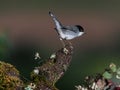 Close-up shot of a Sardinian warbler perched on a branch on a blurred background Royalty Free Stock Photo