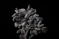 Close-up shot of scattered sunflower seeds on a black background Royalty Free Stock Photo