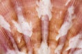 Close up shot of sea shell surface Royalty Free Stock Photo