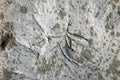 Close up shot of sea shells fossil trapped in sandstone Royalty Free Stock Photo