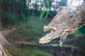 Close-up shot of a sea turtle swimming in the aquarium. Royalty Free Stock Photo