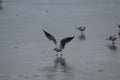 Close-up shot of a seagull landing on the wet sand of the coast Royalty Free Stock Photo