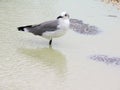 Seagull standing in shallow water Royalty Free Stock Photo