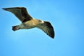 Seagull in flight 3