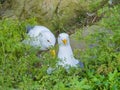 Close up shot of Seagulls laying egg on Alcatraz island Royalty Free Stock Photo