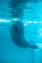 Close-up shot of a seal swimming gracefully in a pool of water Royalty Free Stock Photo