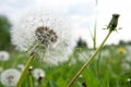 Close-up of Seeded Dandelion Head Royalty Free Stock Photo