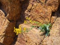 Close up shot of Senecio inaequidens blossom in rock