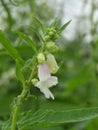 Close up shot of  Sesame seeds white flowers. Royalty Free Stock Photo