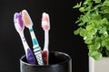 Close up shot of set of multicolored toothbrushes