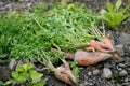 Close up shot of several dig out fresh carrot