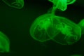 Close up shot of several toxic green jellyfish in the ocean. Blurred dark green background. Free space. Diving and exotic tourism Royalty Free Stock Photo