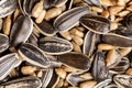 A Close-up shot of shelled and unshelled sunflower seeds in pile Royalty Free Stock Photo