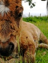 An intimate portrait of a Shetland Pony Foal resting in the grass