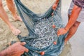 Close up shot, Shoal of whitebait fish caught in a net.